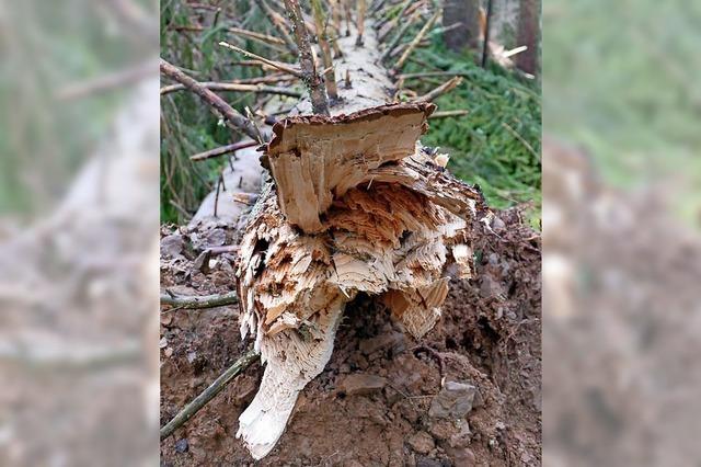 Der Wald in der Waagrechten