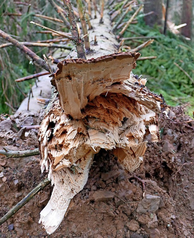 Wie abgerissen sieht diese Fichte nach...d aus. Ihr Holz ist nahezu entwertet.   | Foto: Tanja Bury