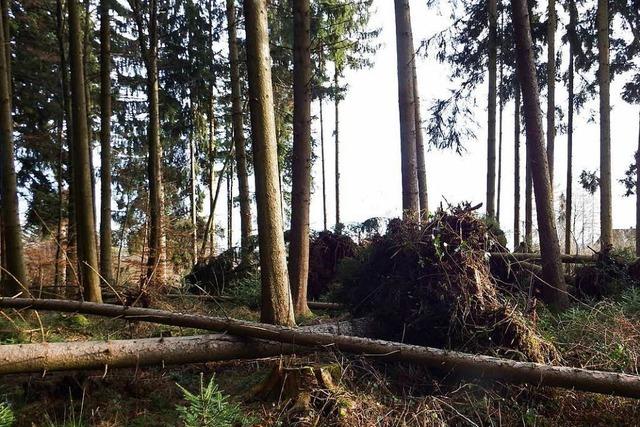 Wie geht's dem Wald im Hotzenwald nach dem Sturm?