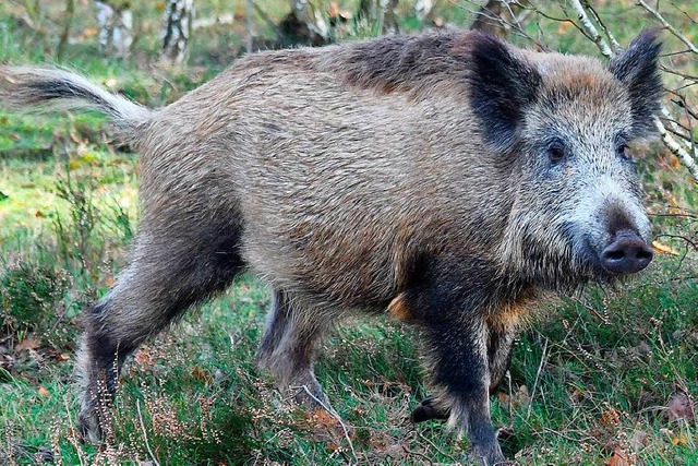 Ein Wildschwein in Brandenburg: Die Ge...n Polen und Tschechien weiterhin hoch.  | Foto: dpa