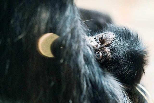 42-jhrige Schimpansin im Basler Zoo wird Mutter