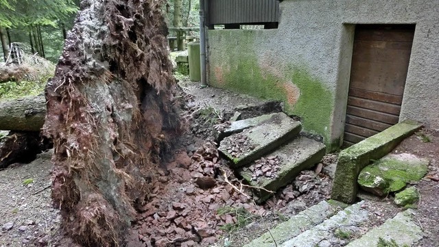 Den Kellerzugang der Ankele-Htte des ...tte beschdigte ein umgestrzte Tanne.  | Foto: Schwarzwaldverein