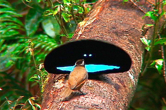 Ein Paradiesvogel-Mnnchen  balzt vor ...dass man keine Konturen erkennen kann.  | Foto: Ed Scholes