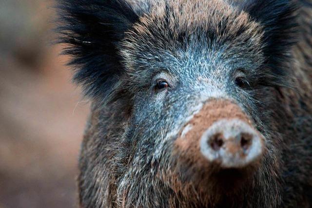 Bauernverband fordert Abschuss von 70 Prozent der Wildschweine