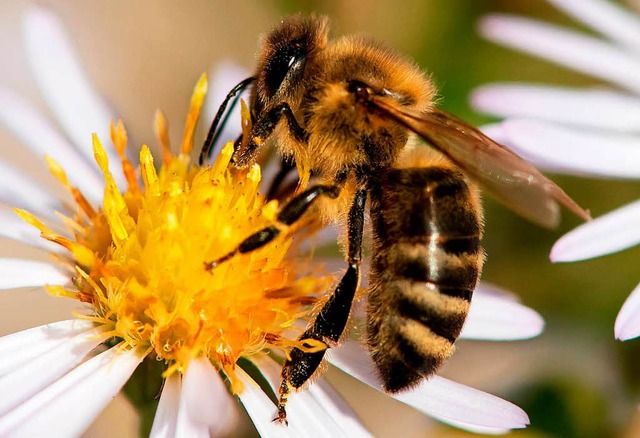 Hat nun bessere Aussichten: die Biene  | Foto: dpa