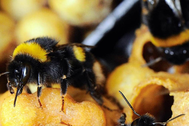 Hummeln fliegen von Blte zu Blte, um Nektar zu sammeln.  | Foto: Boris Roessler