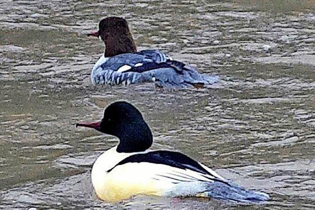 SCHAU MAL: Einer, der die Ruhe sucht