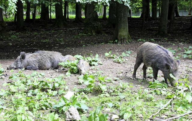 Die Afrikanische Schweinepest droht, auf deutsche Wildschweine berzugreifen.    | Foto: Cremer /Hege
