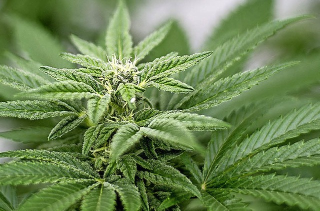 Eine Cannabis-Pflanze   | Foto: dpa