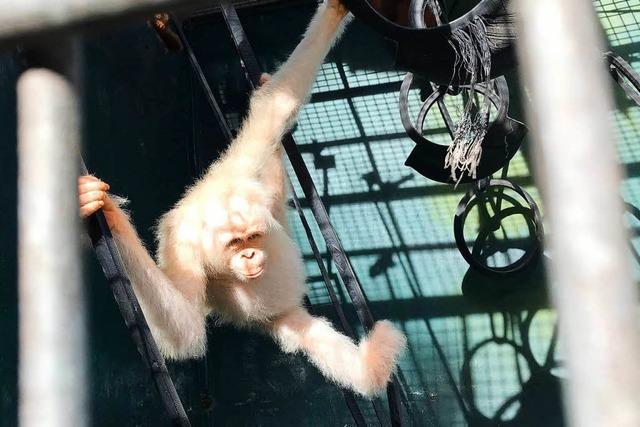 Albino Affendame Alba darf wieder in die Freiheit