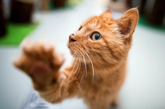 Im Tierheim abgegebene Katzen brauchen..., wie jetzt in Steinen deutlich wurde.  | Foto: dpa