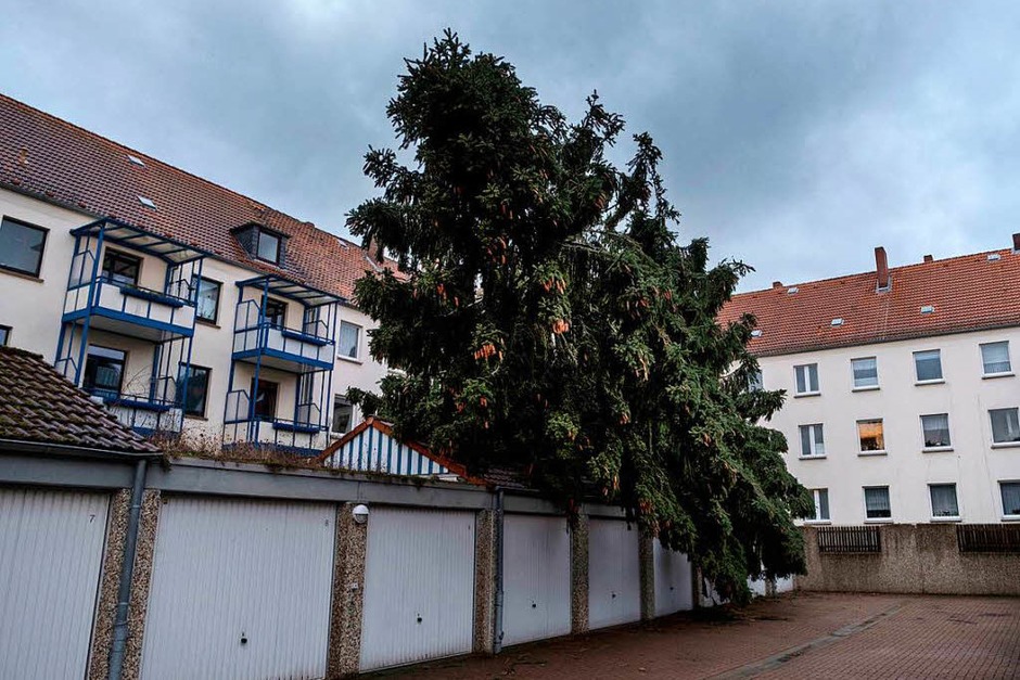 Ein entwurzelter Baum am Stadtrand von Kassel (Foto: dpa) Ein entwurzelter Baum am Stadtrand von Kassel (Foto: dpa)