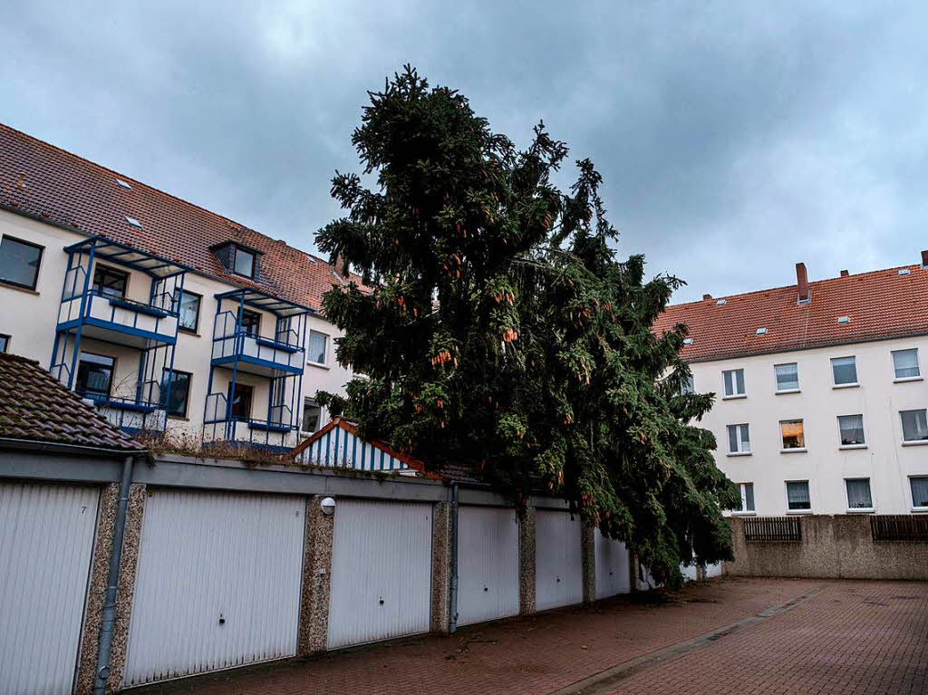 Ein entwurzelter Baum am Stadtrand von Kassel
