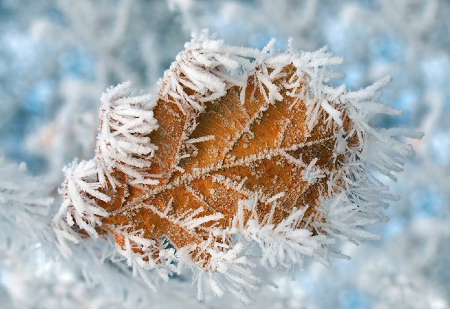 Winterfrost an Laubblatt  | Foto: -