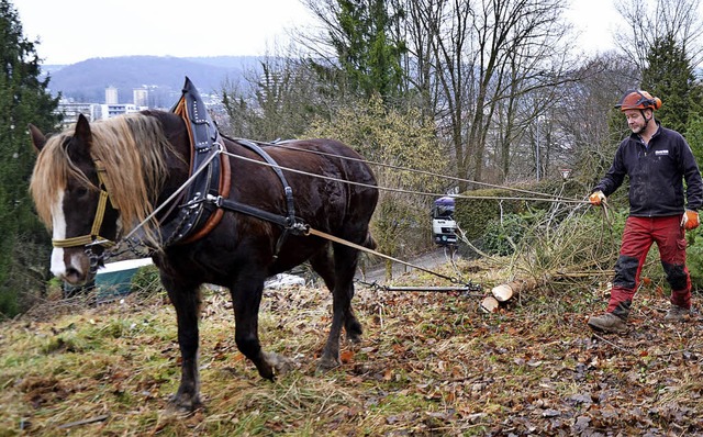 Am Tllinger Berg wird fr die schonen...pflege zur Zeit ein Pferd eingesetzt.   | Foto: Stadt Lrrach