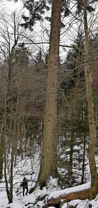 Diese riesige Wei�tanne ist schon eini... gebraucht, um so lange zu �berleben.   | Foto: Yannick Allgeier