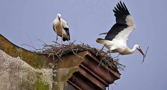 Auf einen Mauervorsprung auf der Stadt...its ein Storchenpaar ein Nest gebaut.   | Foto: Hoffmann
