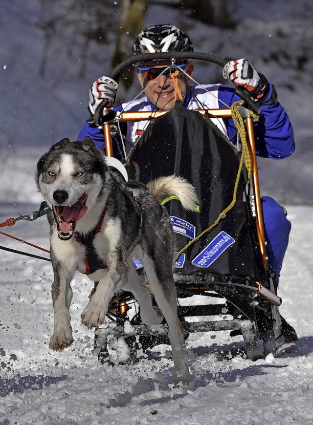 Packenden Sport versprechen die Schlittenhunderennen in Todtmoos-Schwarzenbach.  | Foto: Archivfoto: Wolfgang Scheu