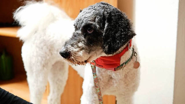 Besuchshndin Mila ist halb Pudel, halb Wasserhund  | Foto: Jannik Jrgens