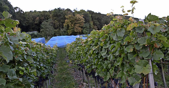 Die Qualitt der Steinackerweine minde...211; das hat sich die IG vorgenommen.   | Foto: Heinz Vollmar