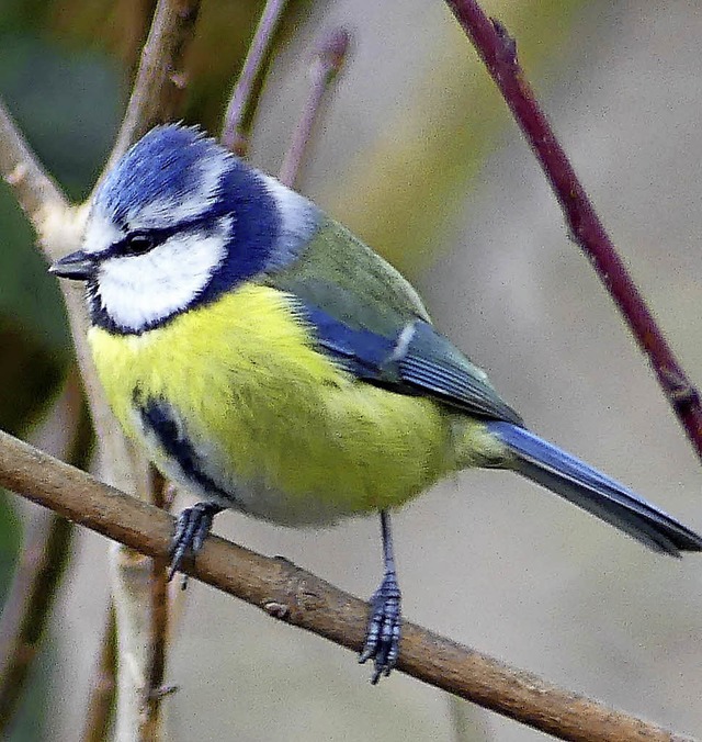 Die Blaumeise landete diesmal auf Platz 3.   | Foto: Andreas R. Braun