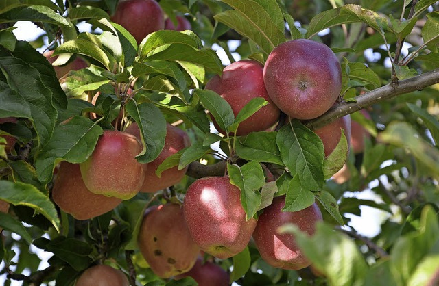 Die Apfelernte fiel 2017 geringer aus als sonst.  | Foto: Jutta Schtz