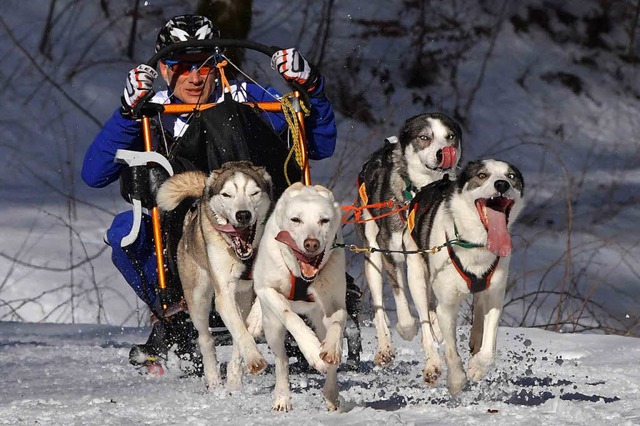 Das Schlittenhunderennen in Todtmoos w...(siehe Foto) liegt nicht genug Schnee.  | Foto: Wolfgang Scheu