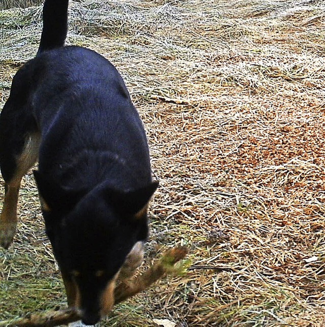 Schferhundmischling frei im Wald  | Foto: Jagdgesellschaft Rtenbach