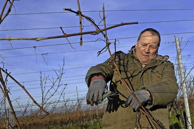 Rebschnitt erffnet die Winzersaison