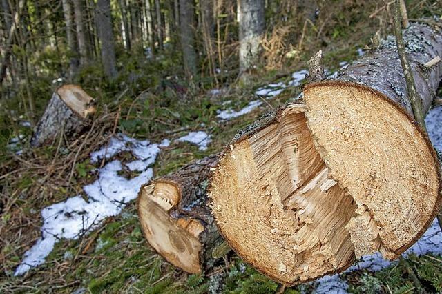 Hohe Schden im Wald