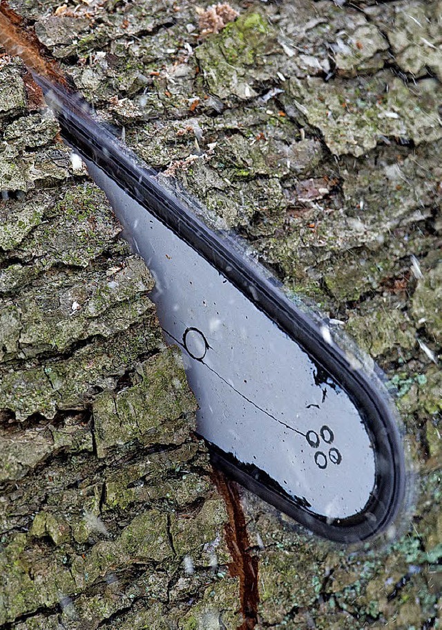 550 Festmeter werden im Gemeindewald St. Mrgen eingeschlagen.   | Foto: dpa