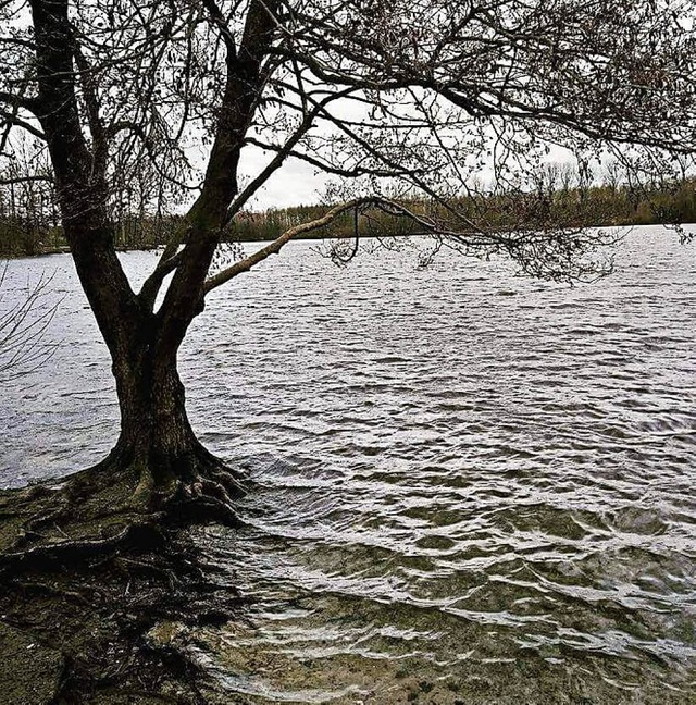 Rubbenbruchsee, bei Osnabrck  | Foto: Sarah Schdler