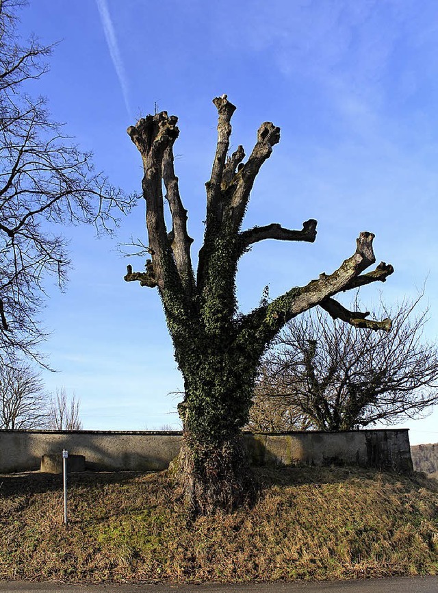 Abgestorben und doch  wertvoll  ist diese Linde.   | Foto: Cremer