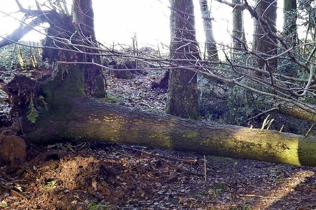 Burglind entwurzelt rund 10 000 Festmeter Holz