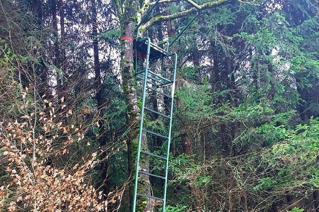 Immer mehr Zerstrung in den Wldern im Kreis Lrrach – auch von Hochsitzen