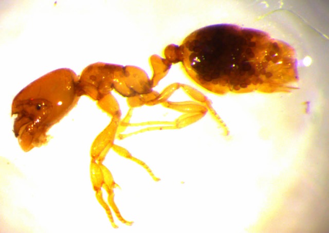 Brigitte Braschler untersucht mit ihre... Npfchenkrankheit befallenen Ameisen.  | Foto: fotos: uni Basel/privat