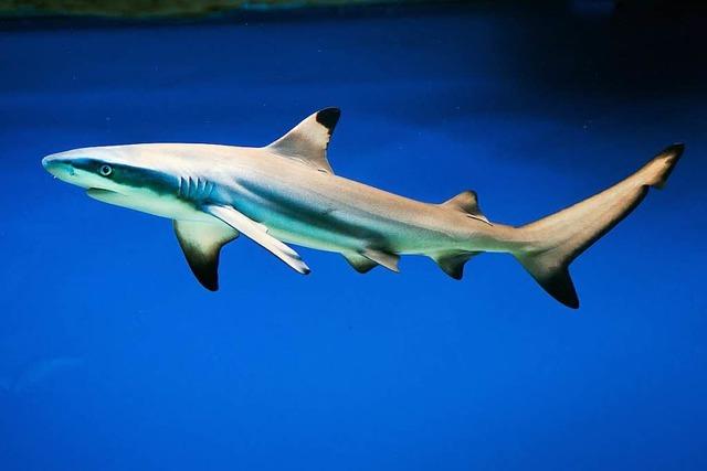 Europas grtes Aquarium fr Haie soll in Pfungstadt entstehen