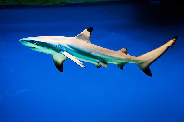 Auch solche Schwarzspitzen-Riffhaie sollen in Shark City zu sehen sein.  | Foto: Artur GOLBERT