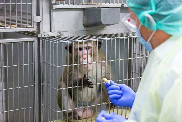 Zuletzt  haben sich die Tierversuche in Deutschland  wieder gehuft  | Foto: dpa