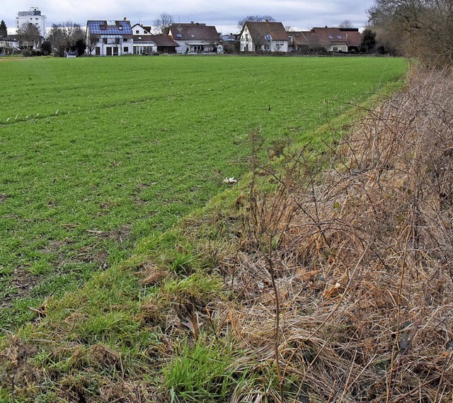 Arrondiert werden soll die Bebauung de... noch landwirtschaftlich genutzt wird.  | Foto: Markus Zimmermann