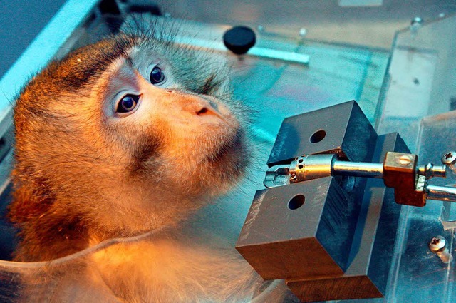 Fr Forscher sind Tierversuche unverzi...er Leibniz-Institut fr Neurobiologie.  | Foto: dpa