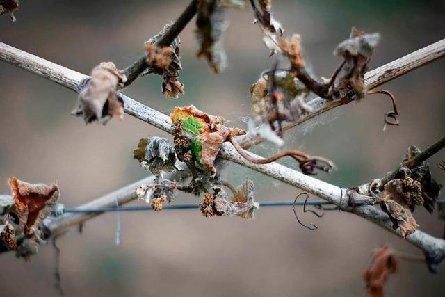 Land hilft Winzern mit mehreren Millionen Euro wegen Frostschden