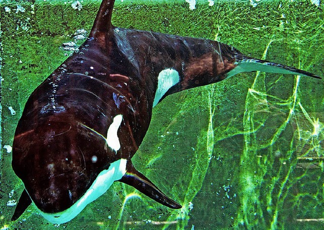 Orcas knnen Laute nachahmen.   | Foto: dpa
