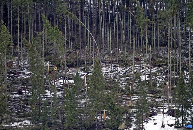 Mit den Schden im Privatwald wie hier...in Feldberg  ein Jahreshieb am Boden.   | Foto: Susanne gilg