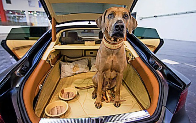 Ohne Sicherung sollten Hunde nichts ins Auto.   | Foto: dpa