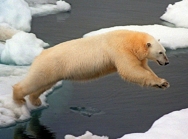 Eisbren finden immer weniger geeignete Schollen.   | Foto: dpa