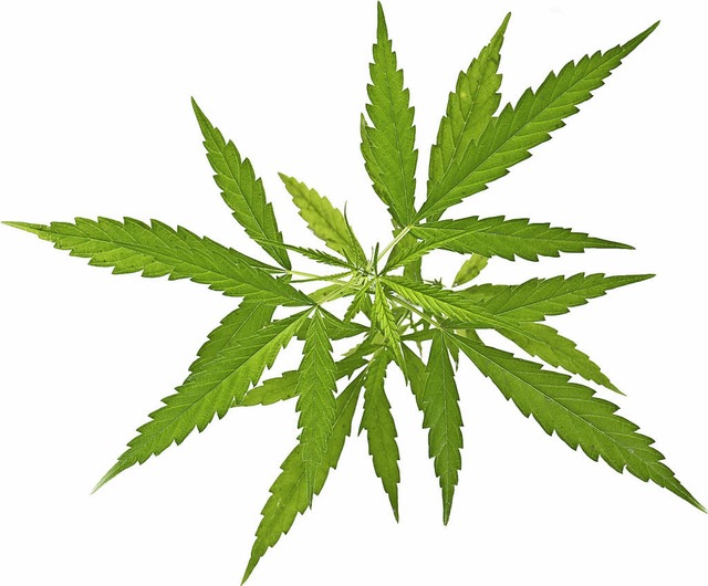 Cannabis wird immer fter zu therapeut...ittel ist die Droge allerdings nicht.   | Foto: anankkml (Fotolia.com)