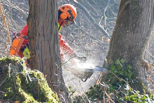 In Grenzach-Wyhlen werden bis zu 180 Jahre alte Bume gefllt