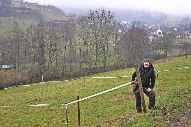 Brger sollen helfen, Misteln zu Leibe zu rcken