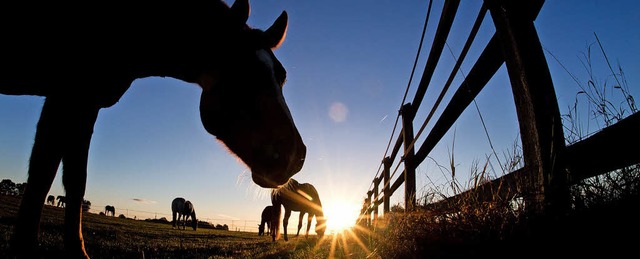 Eitel Sonnenschein herrscht im Fall der Pferdehaltung im Fallberg nicht.   | Foto: Symbolfoto:dpa